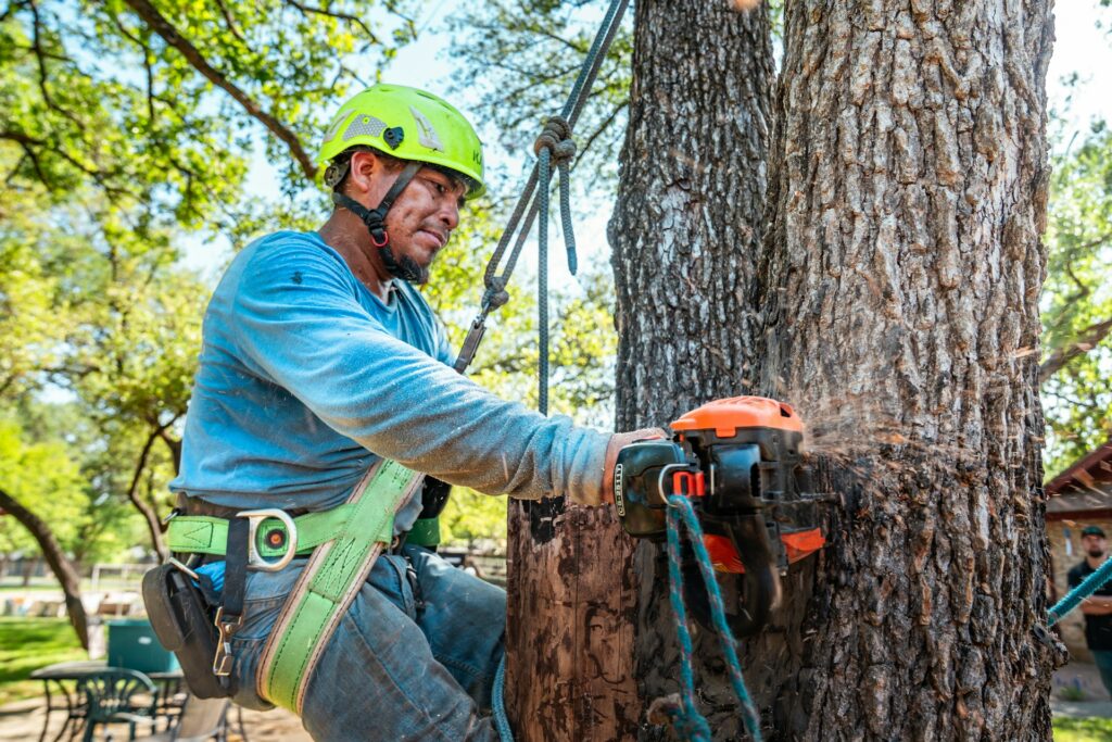 Expert Climbing & Trimming