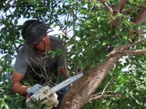 why choose tree removal service 2