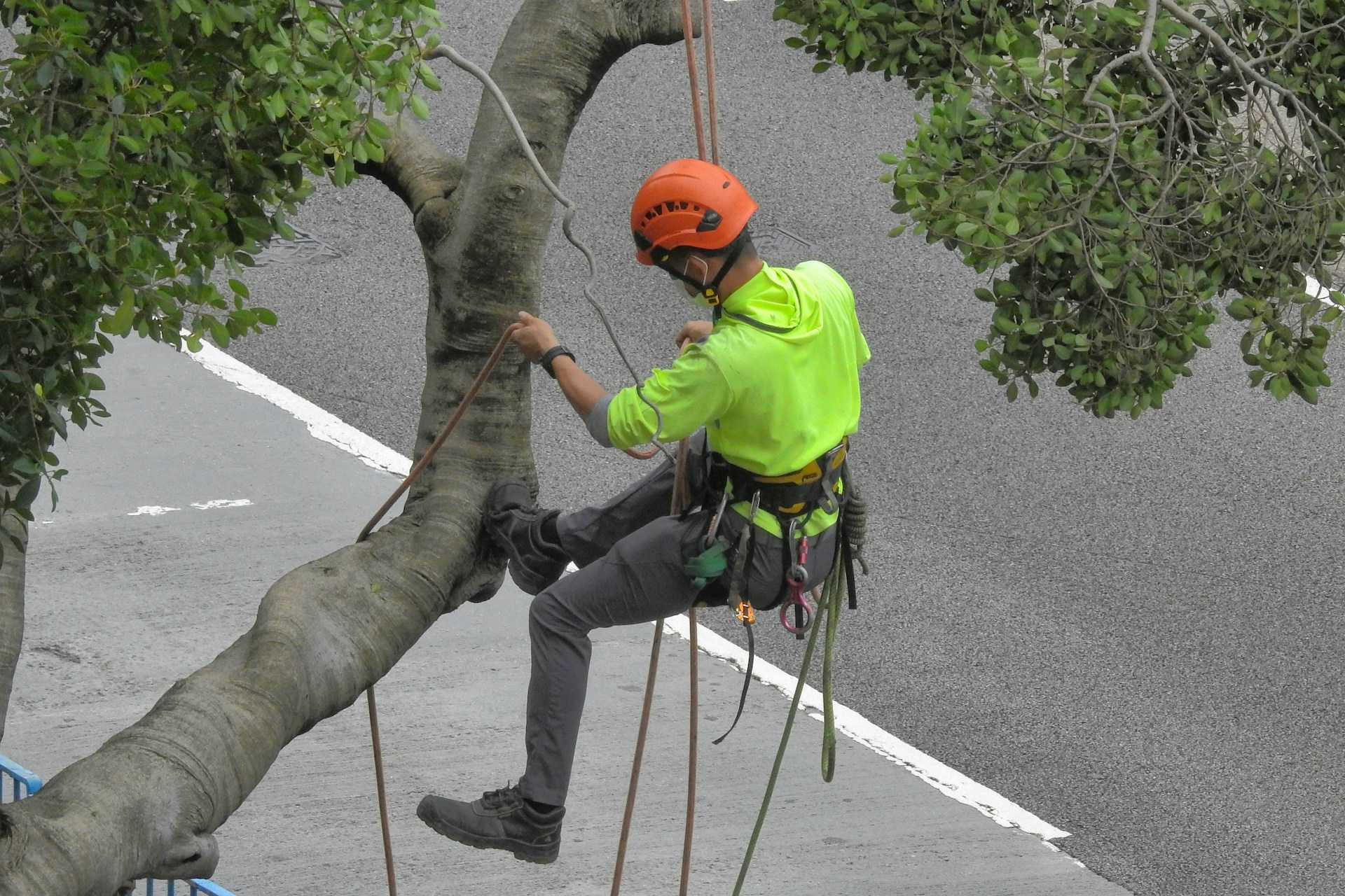 why choose tree removal service